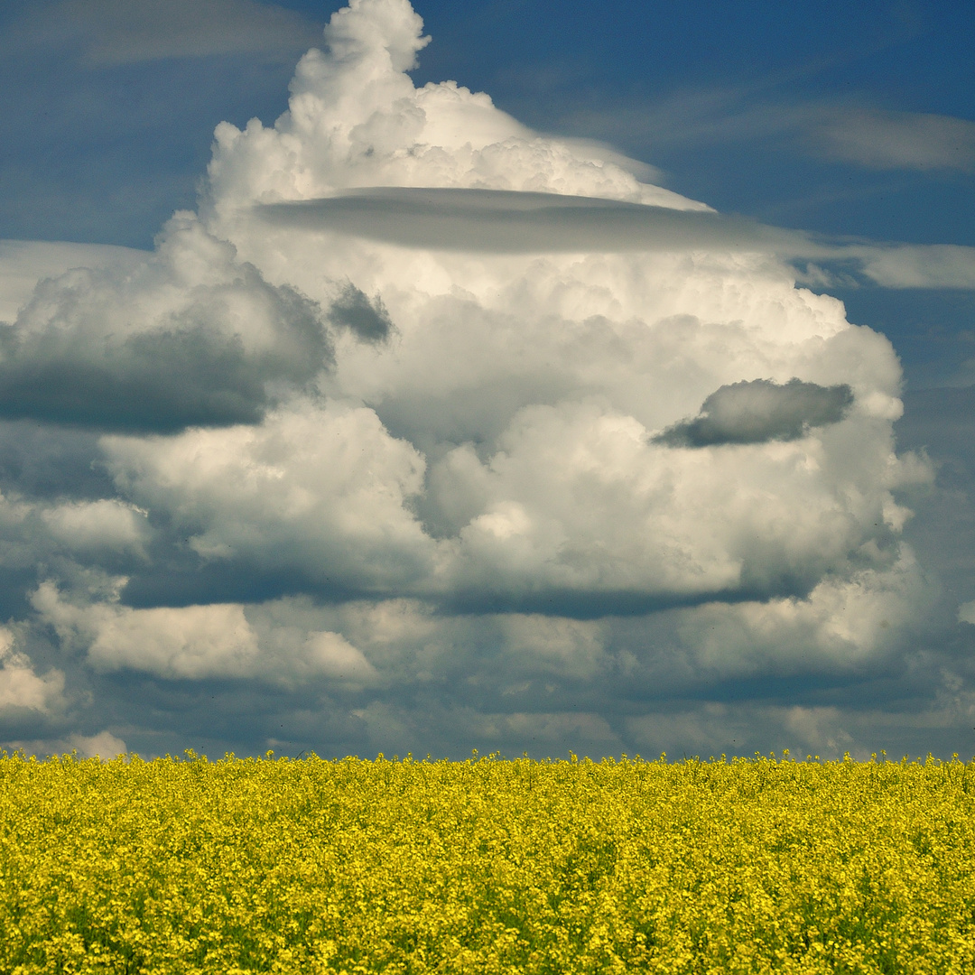 ciel nuageux sur champ de colza