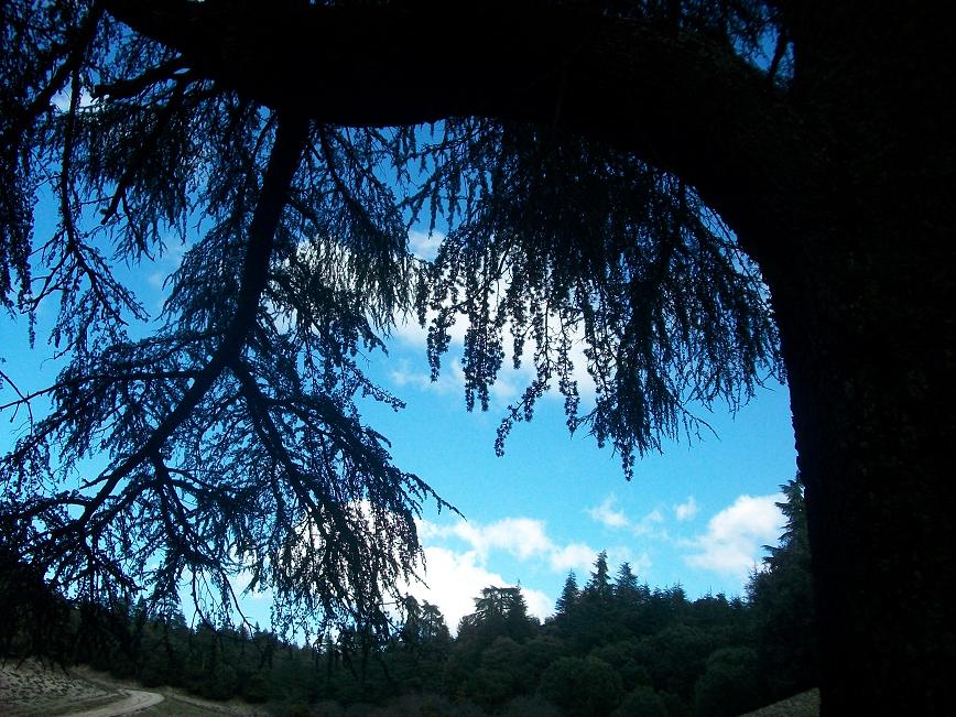 Ciel vu sous l'ombre d'un cèdre