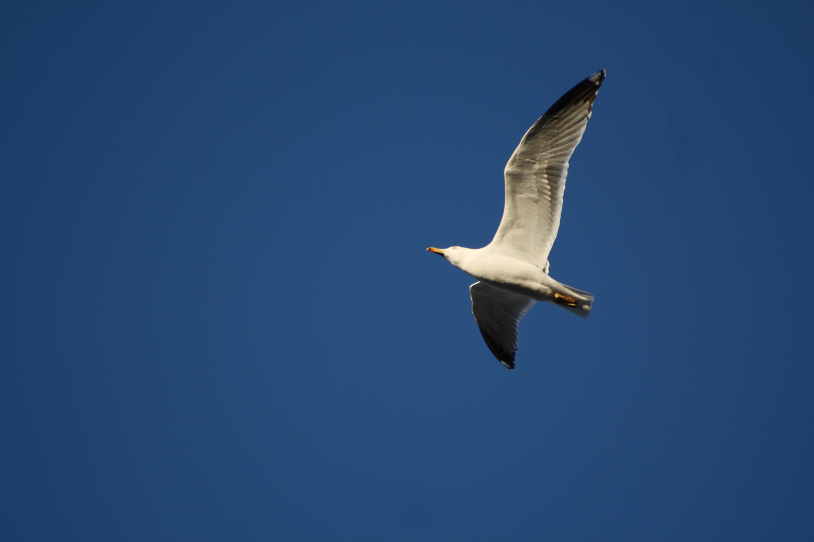 Cielo a Pluma