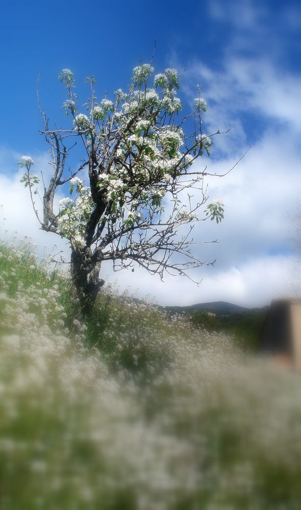 CIELO ABIERTO