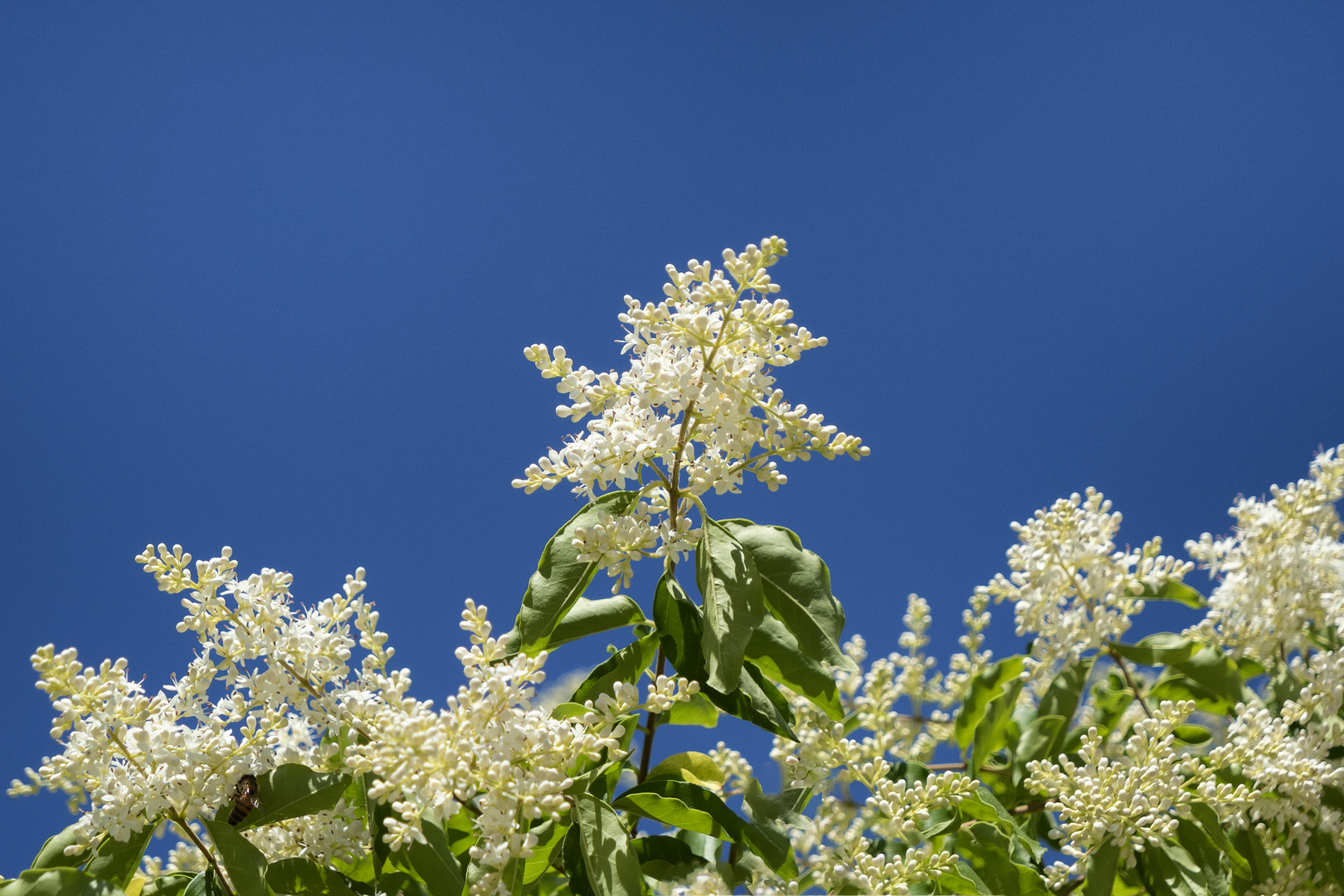 Cielo azzurro e intenso profumo