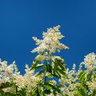 Cielo azzurro e intenso profumo