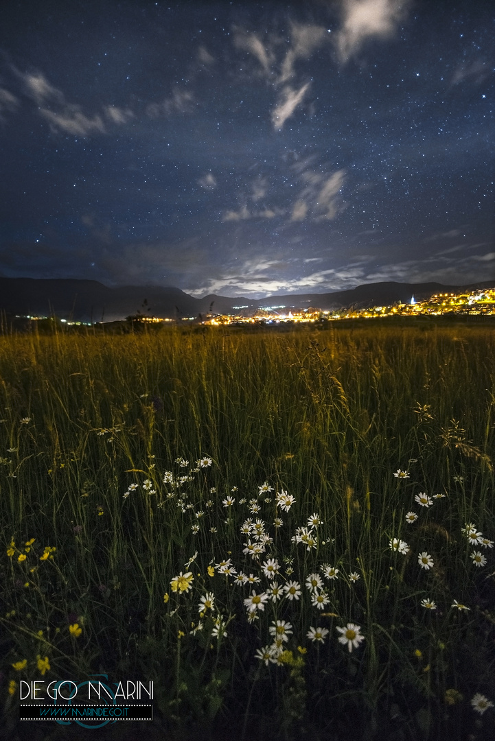 Cielo stellato sopra i fiori