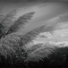 ..cielo tormentato dal vento....