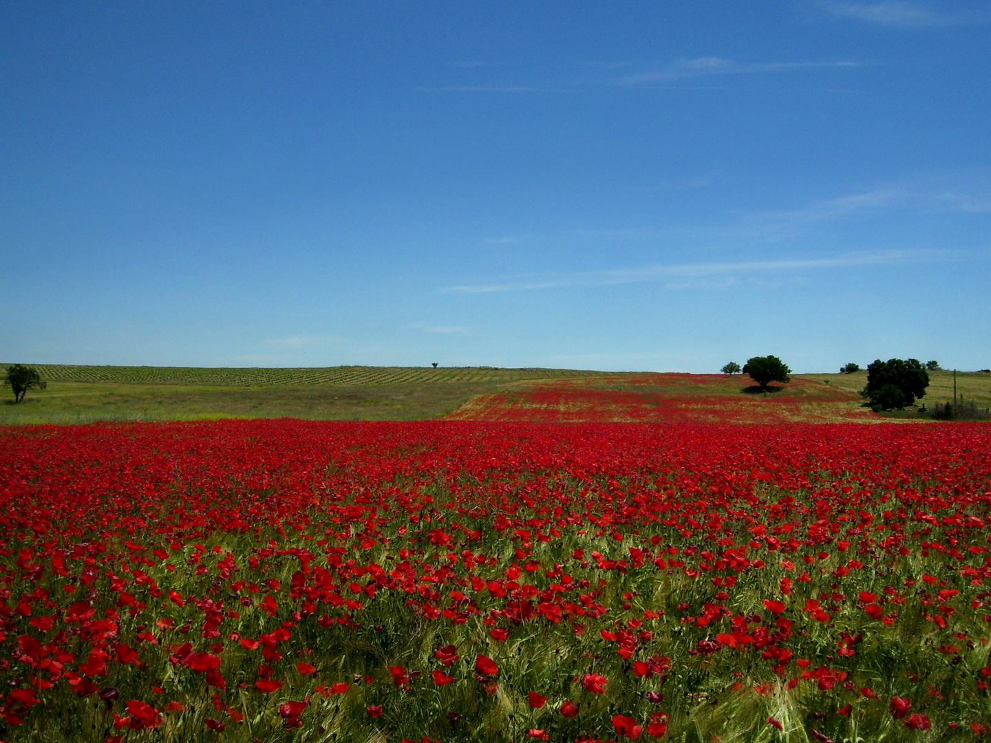 CIELO Y AMAPOLAS...  FERNANDO LÓPEZ   fOTOGRAFÍAS...