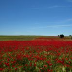 CIELO Y AMAPOLAS...  FERNANDO LÓPEZ   fOTOGRAFÍAS...