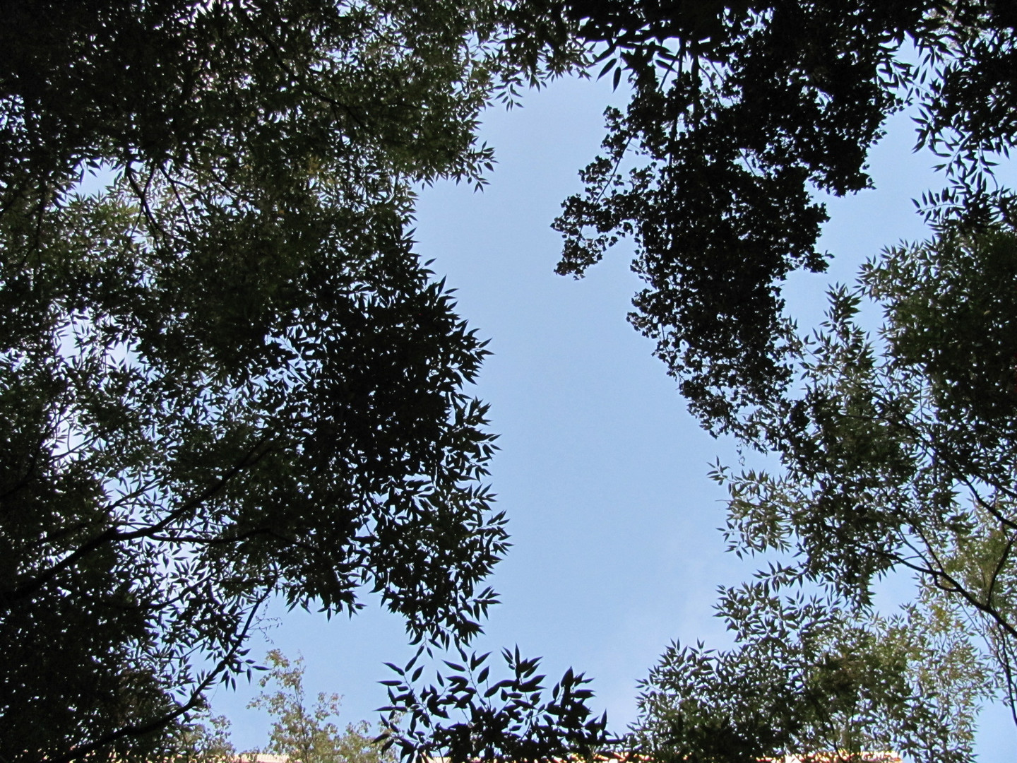 Cielo y Arbol