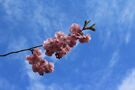 Cielo y Primavera von Felipe Riquelme 