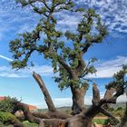 CIELO Y TIERRA