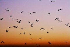 "cien gaviotas dónde irán"