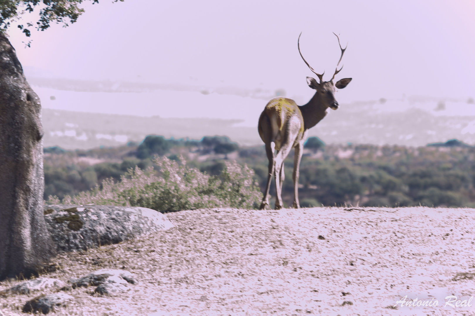 Ciervo macho.