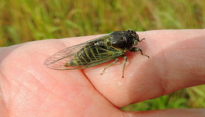 Cigale (cicada Montana)