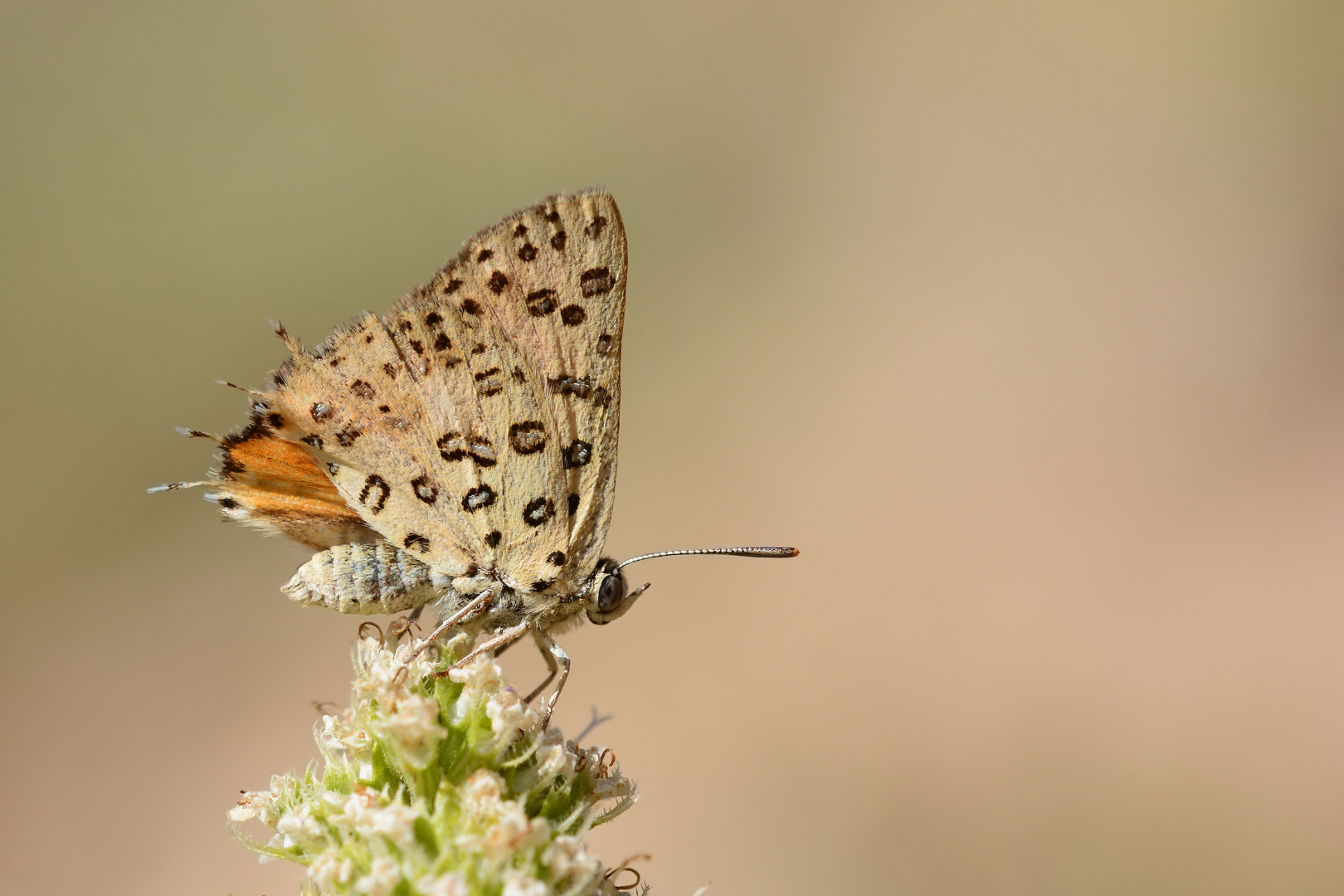 Cigaritis cilissa » Levantine Silver-line