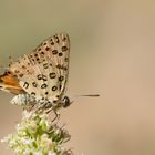 Cigaritis cilissa » Levantine Silver-line