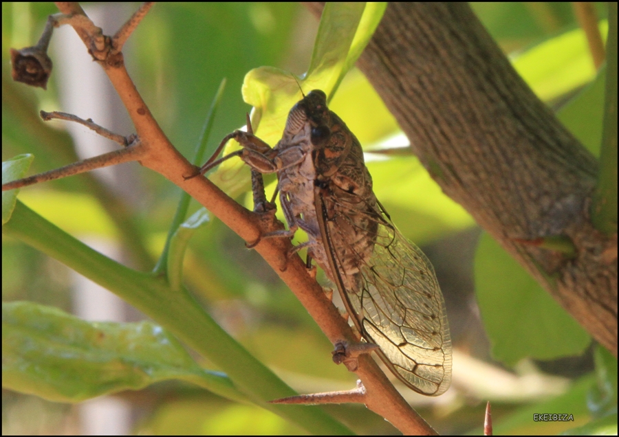 cigarra