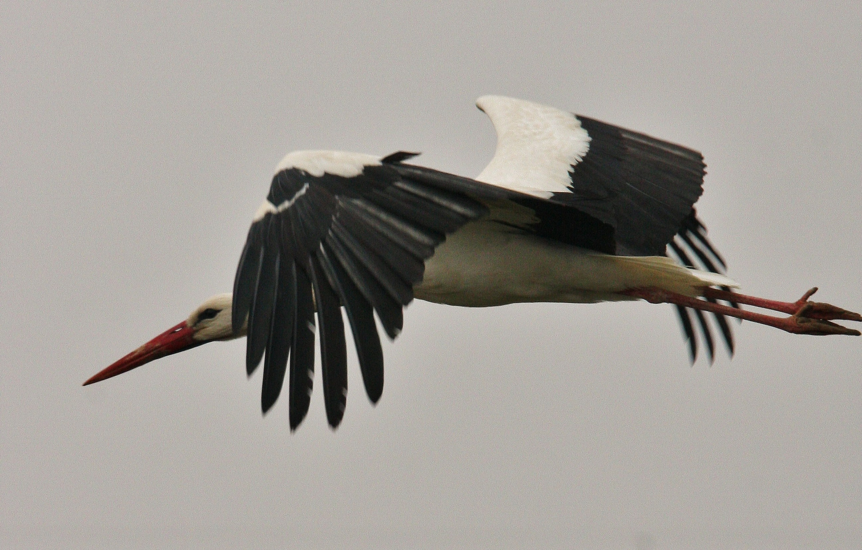 cigigne migrante