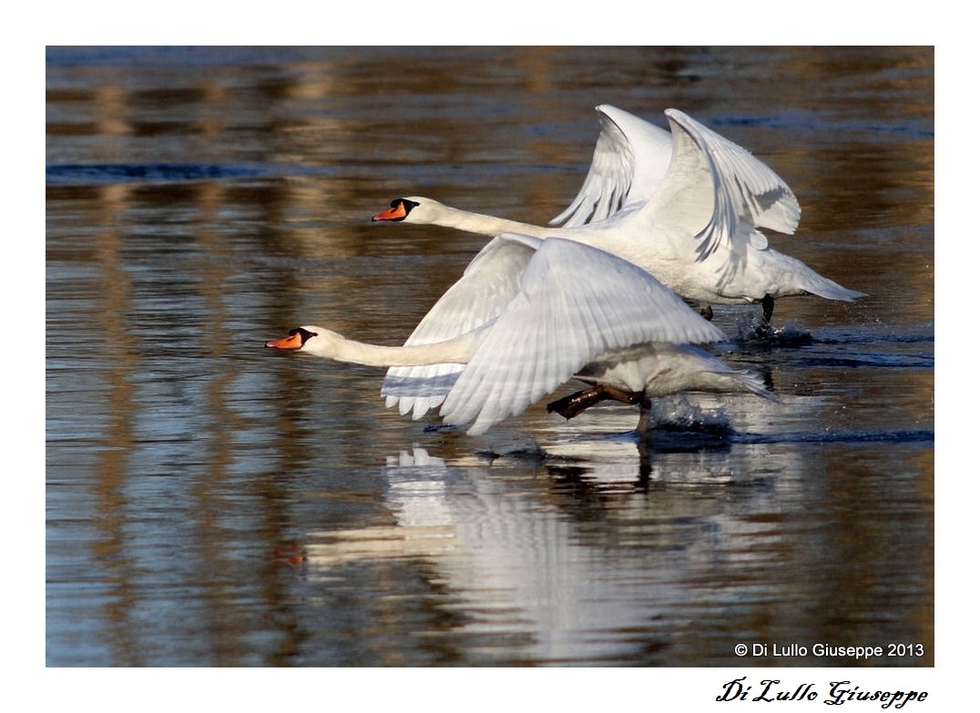 CIGNI IN VOLO