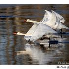 CIGNI IN VOLO