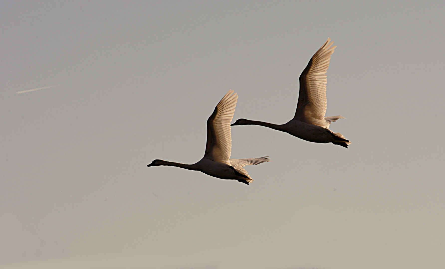 Cigni reali in volo