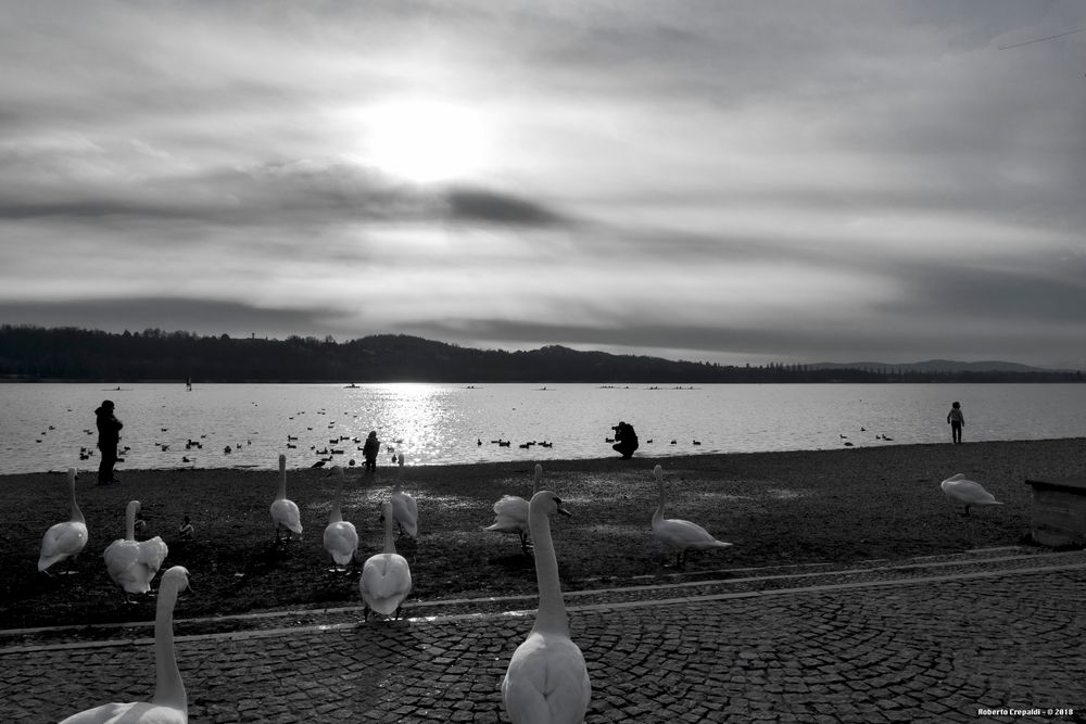 Cigni verso il lago