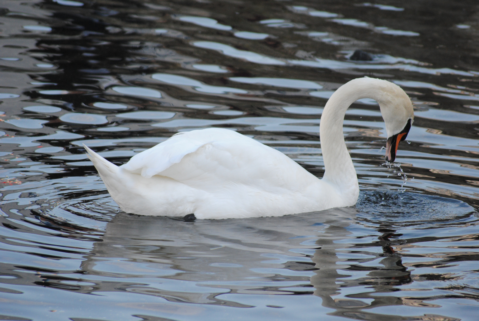 cigno