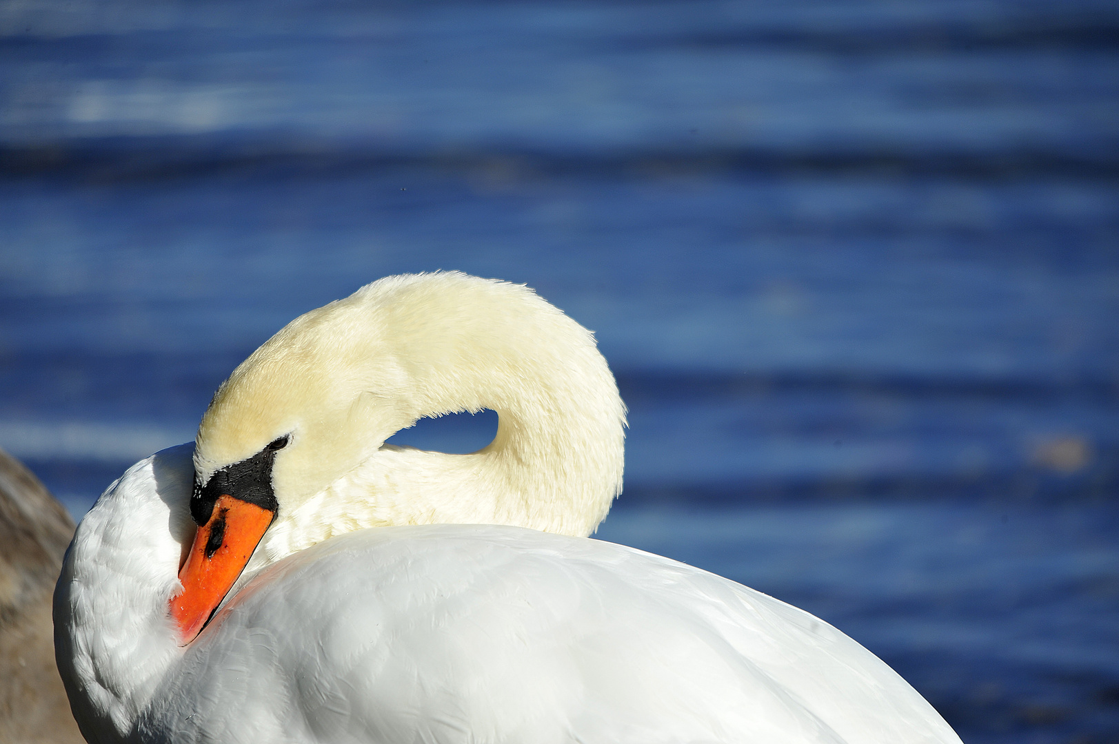 Cigno a bolsena