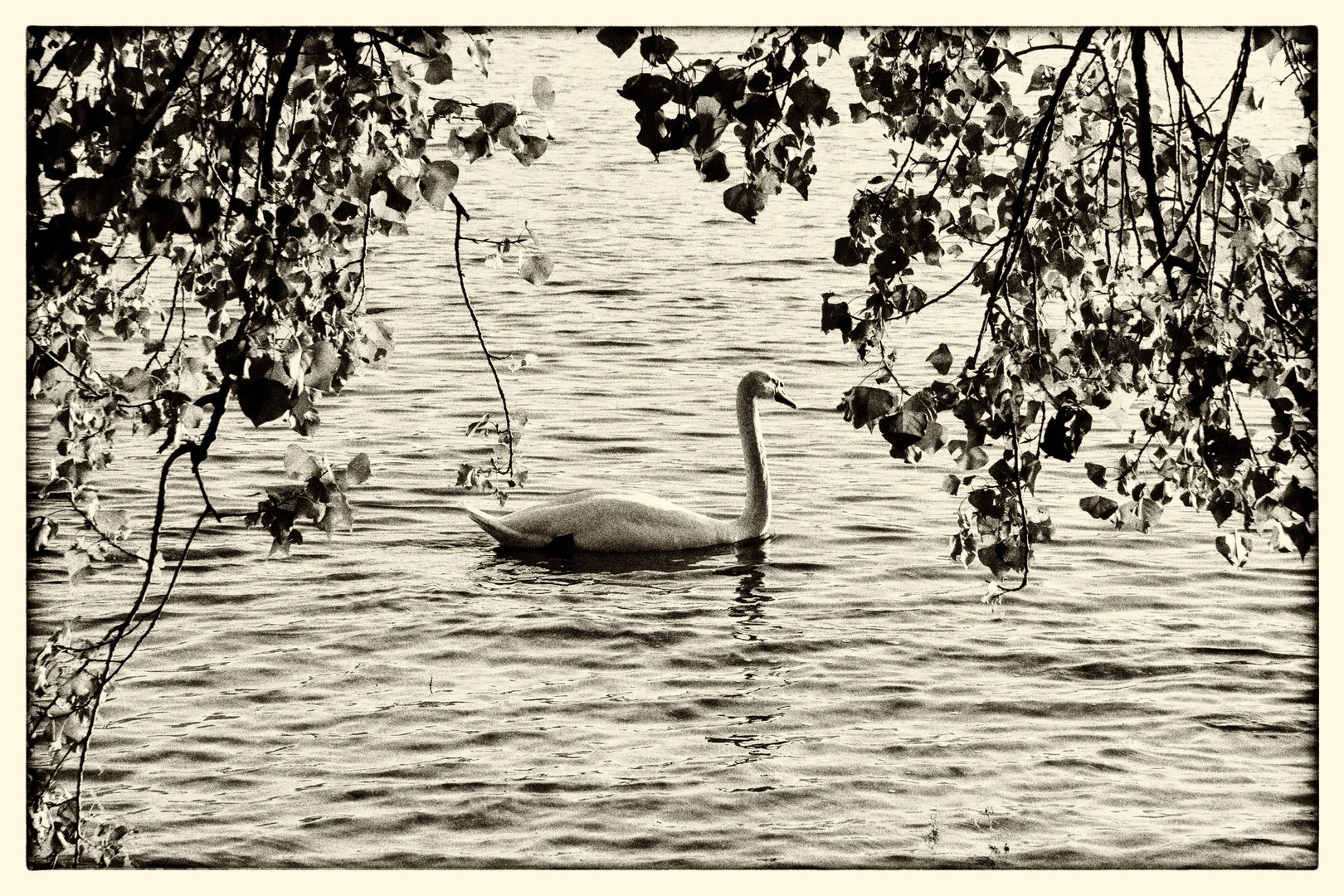 Cigno a Maccagno