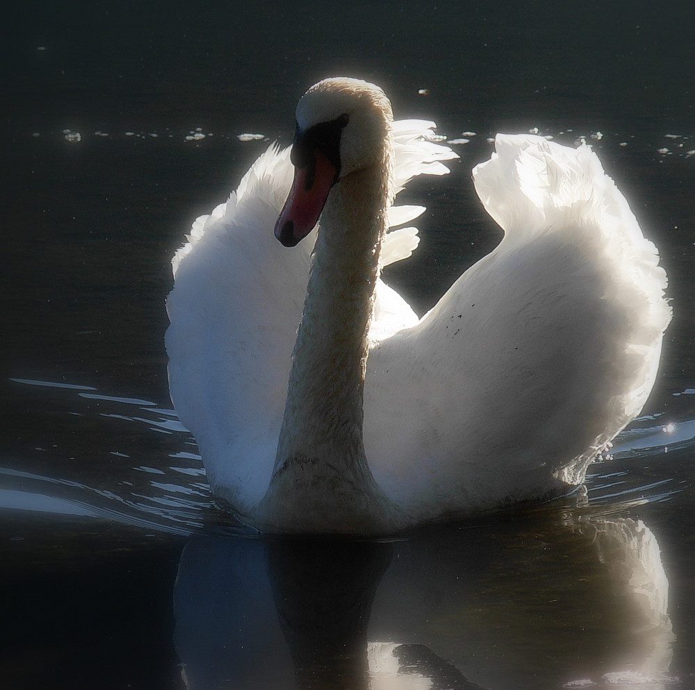 Cigno a Magliaso