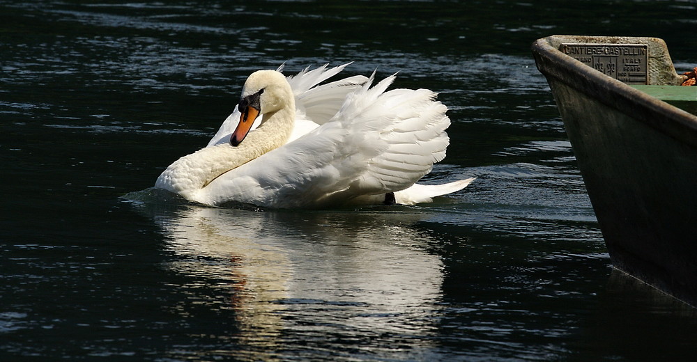 cigno a trezzo sull'adda