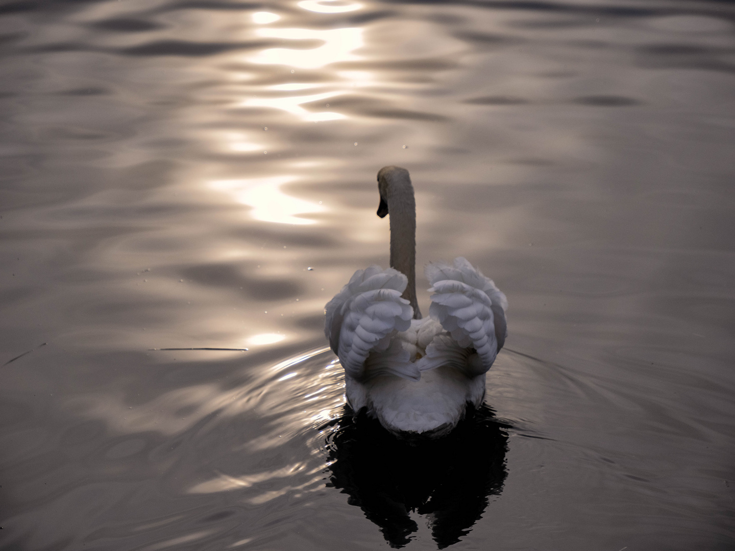 Cigno al tramonto