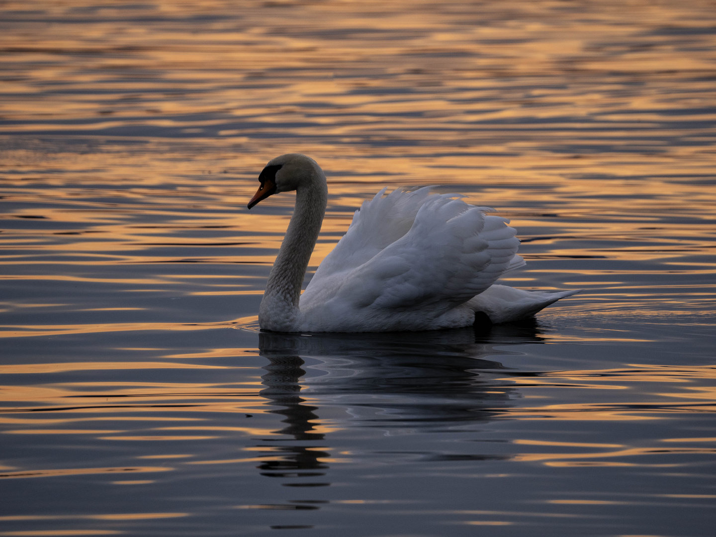 Cigno al tramonto