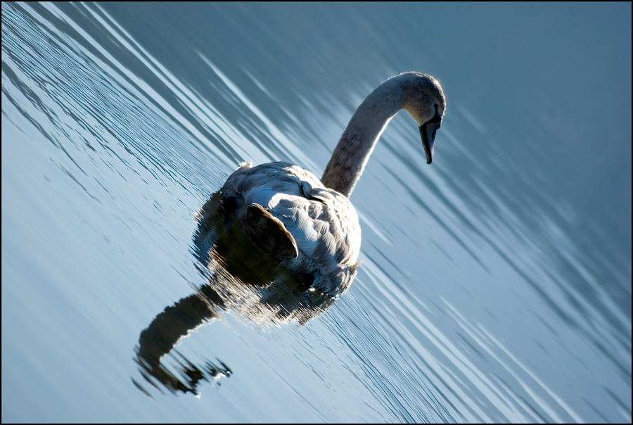 Cigno allo specchio