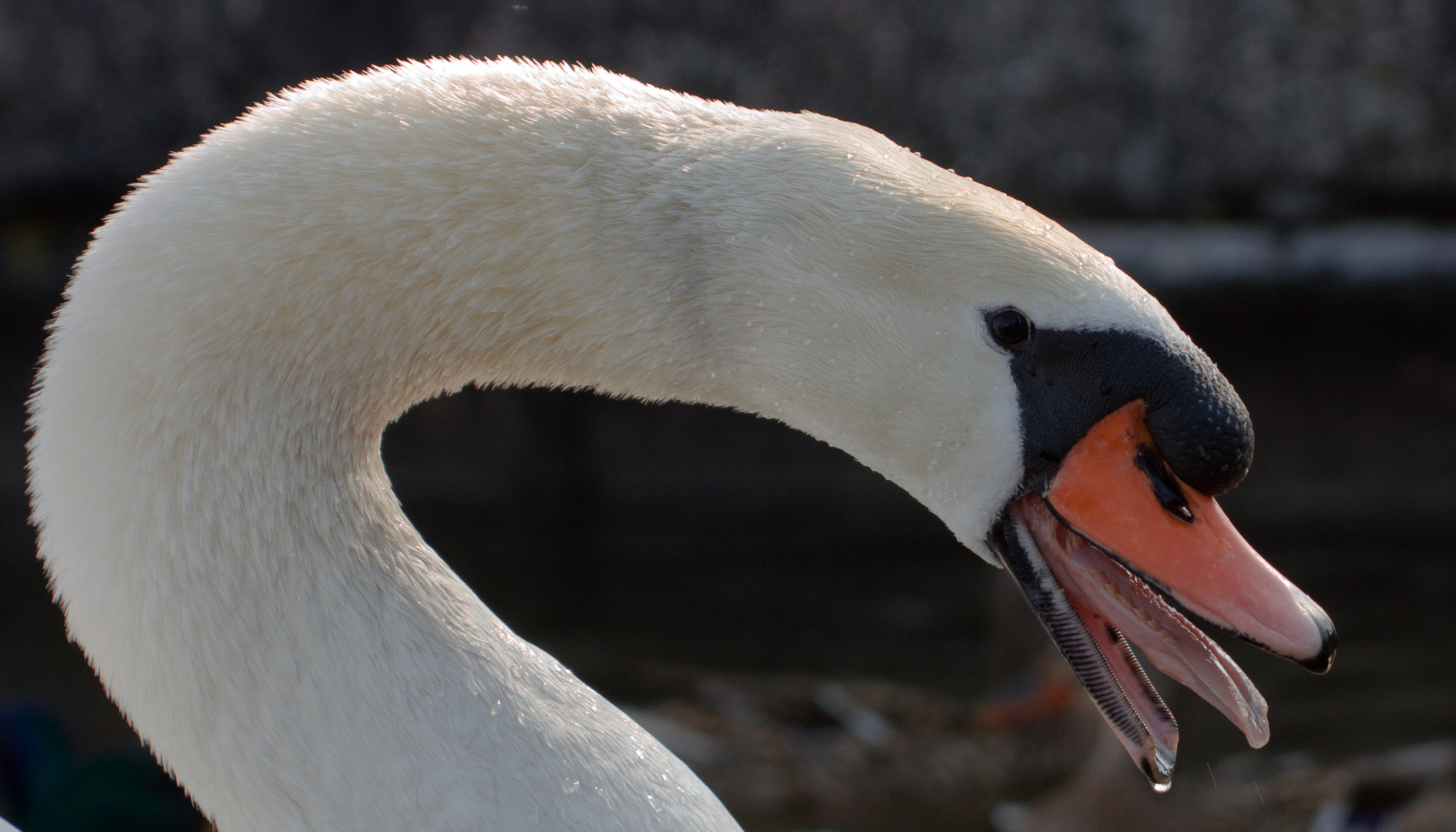 cigno arrabbiato