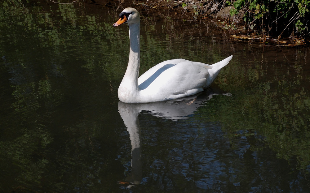 Cigno