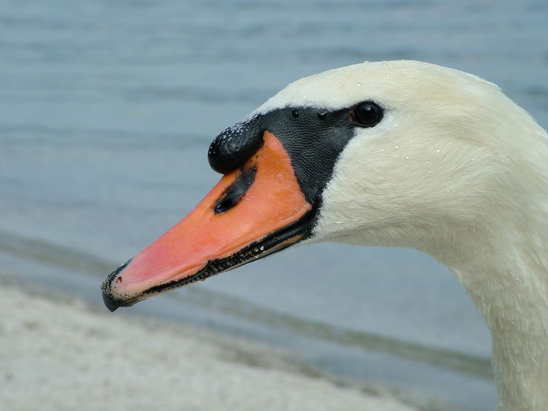 cigno da vicino