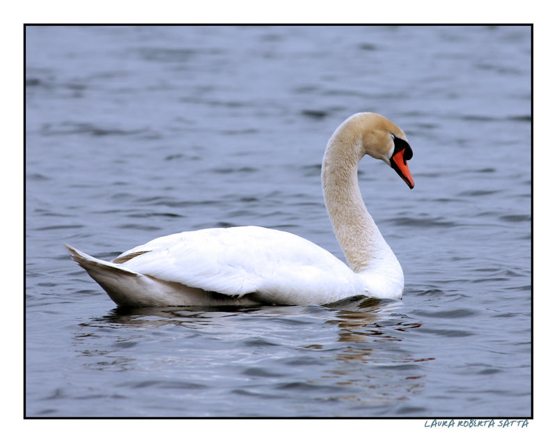 Cigno dormiente