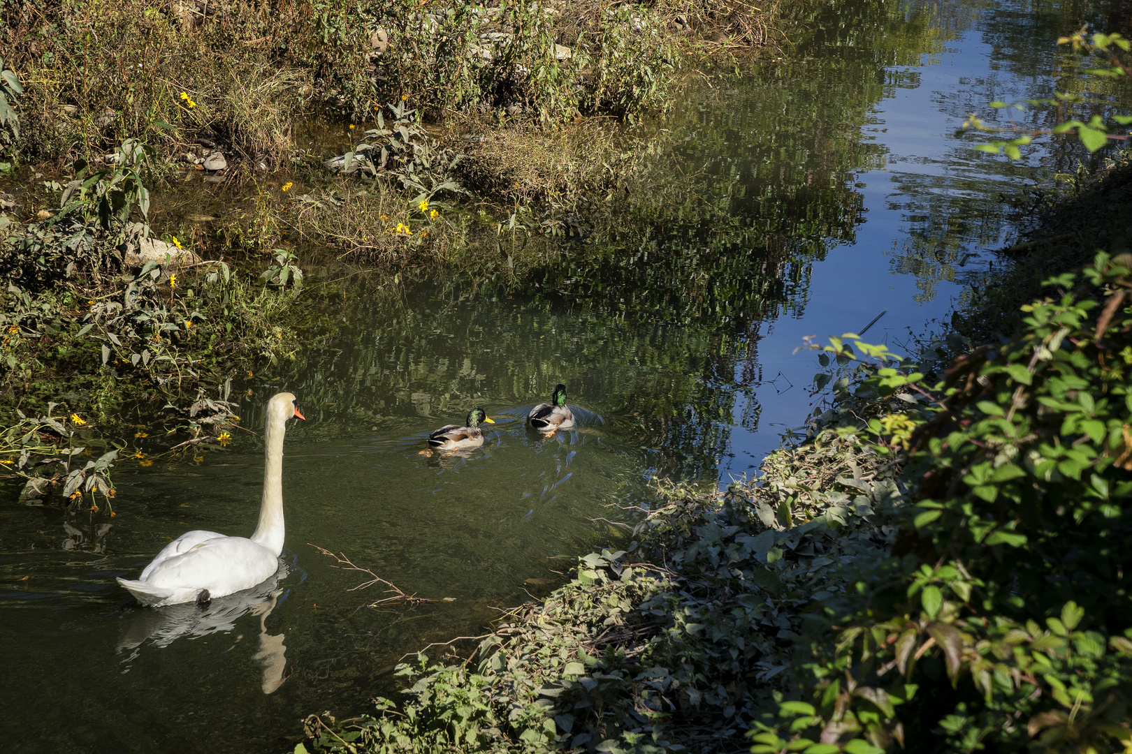 Cigno e germani nel fiume Froda