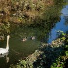 Cigno e germani nel fiume Froda