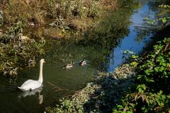 Cigno e germani nel fiume Froda