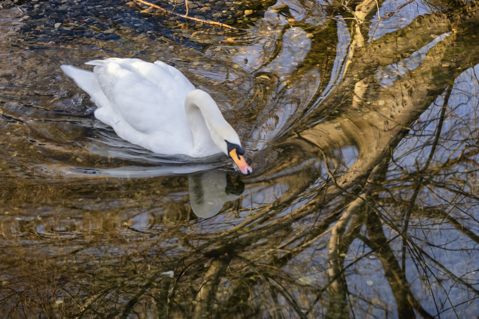 Cigno e riflessi