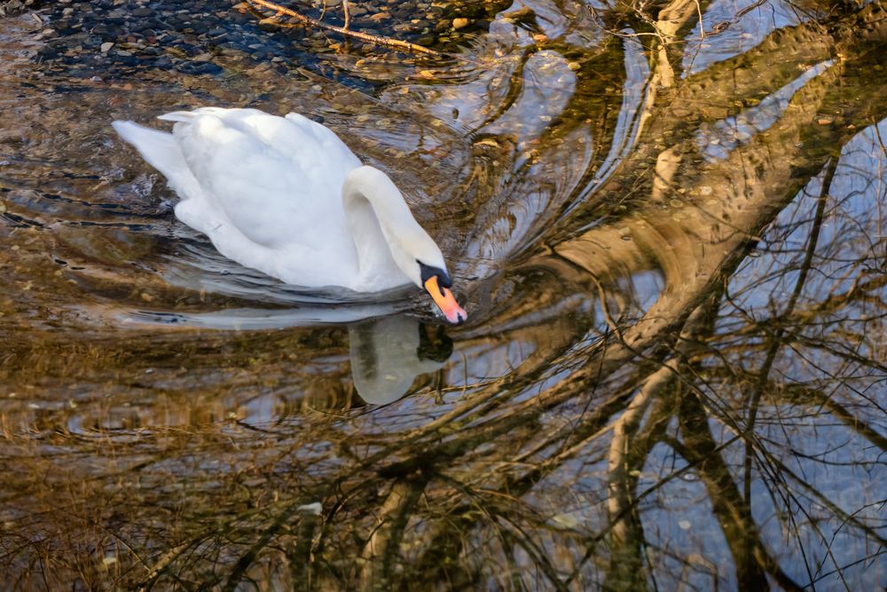 Cigno e riflessi