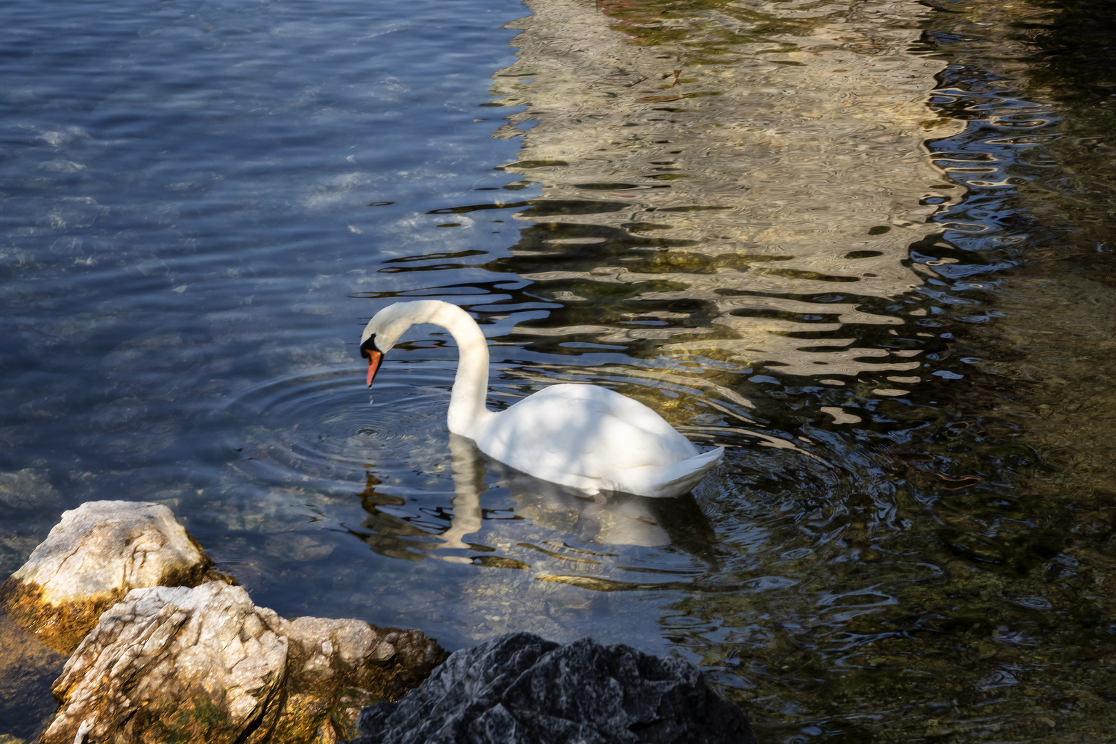 Cigno e riflessi