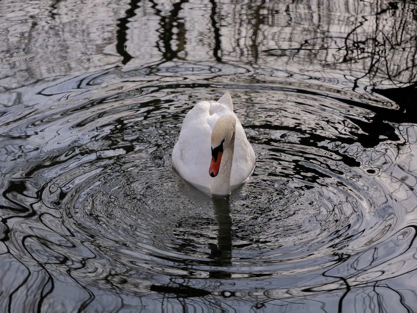 Cigno e riflessi