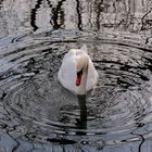 Cigno e riflessi