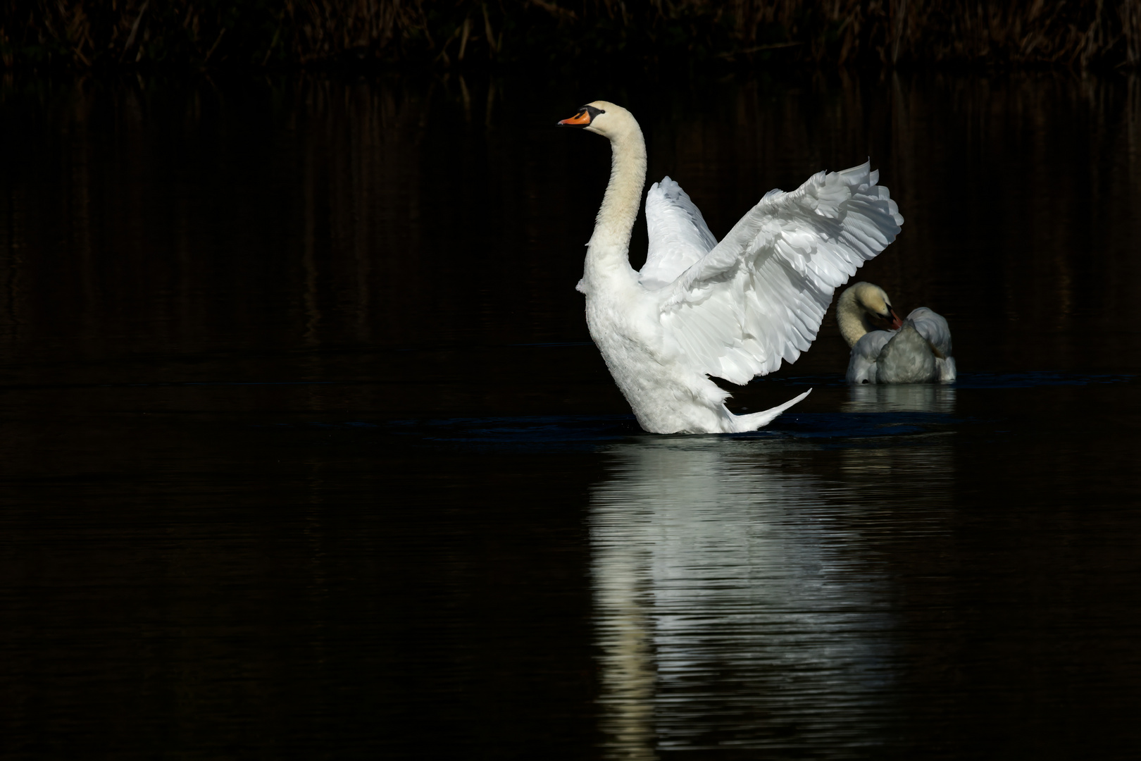 CIGNO