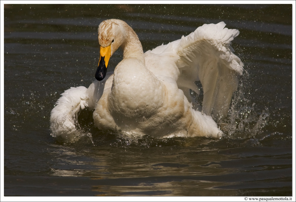 Cigno imbronciato