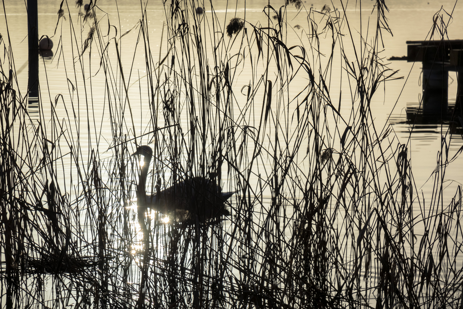 Cigno in controluce