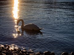 Cigno in controluce