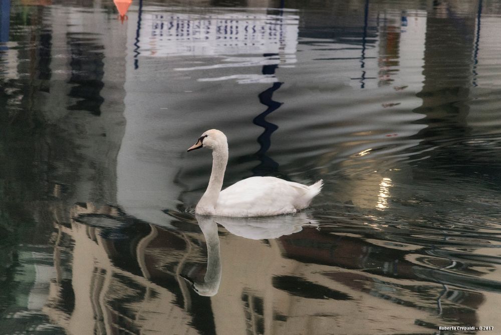 Cigno in darsena