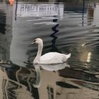 Cigno in darsena